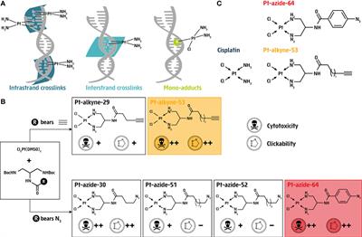 Clickable Cisplatin Derivatives as Versatile Tools to Probe the DNA Damage Response to Chemotherapy